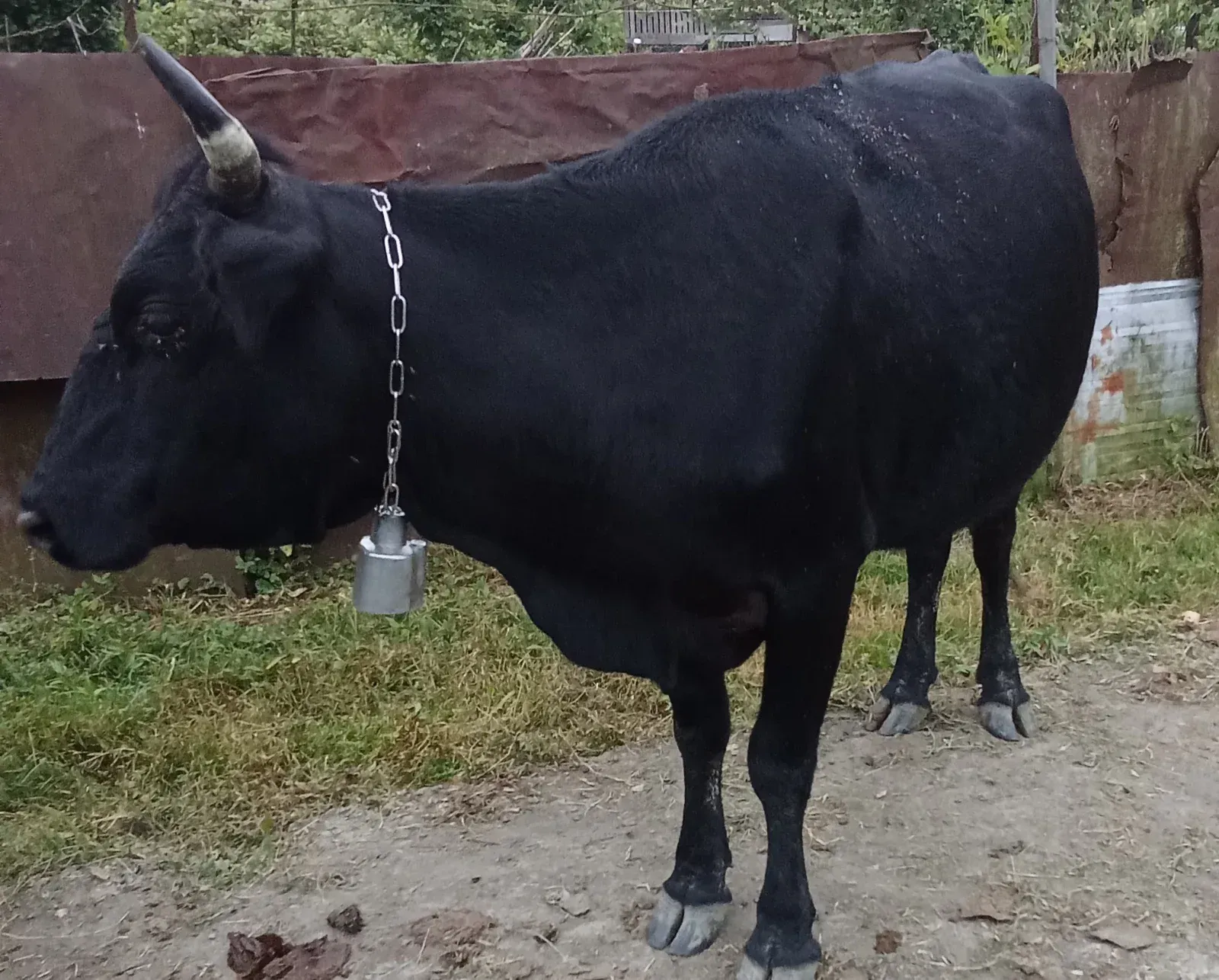 Продаётся корова 🐄 на мясо!!!